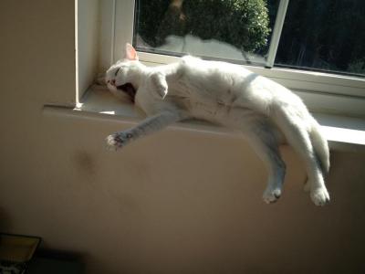 Yawning Cat Number 234